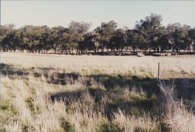 Property of WK (Ken) and JE (June) Clancy, 'Mount View', Gunning, New South Wales, Australia - 185