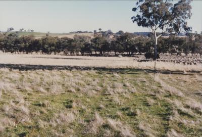 Property of WK (Ken) and JE (June) Clancy, 'Mount View', Gunning, New South Wales, Australia - 186