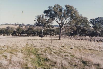 Property of WK (Ken) and JE (June) Clancy, 'Mount View', Gunning, New South Wales, Australia - 191