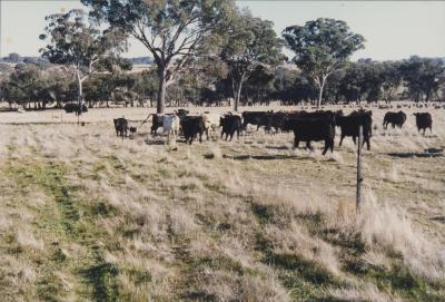 Property of WK (Ken) and JE (June) Clancy, 'Mount View', Gunning, New South Wales, Australia - 193