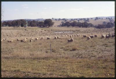 Property of WK (Ken) and JE (June) Clancy, 'Mount View', Gunning, New South Wales, Australia - 051