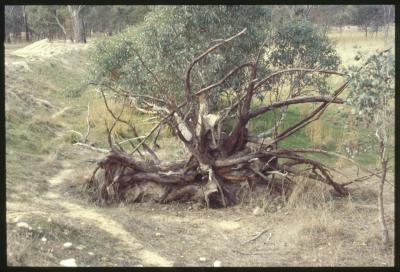 Property of WK (Ken) and JE (June) Clancy, 'Mount View', Gunning, New South Wales, Australia - 056