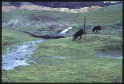 Property of WK (Ken) and JE (June) Clancy, 'Mount View', Gunning, New South Wales, Australia - 067