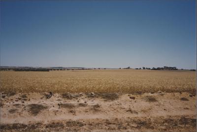 Property of BJ (Crash) and BE (Beryl) Edwards, 'Brooklands Park', Kweda, Western Australia, Australia - 007