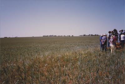 WISALTS Field Day at Morawa, Western Australia, Australia - 005