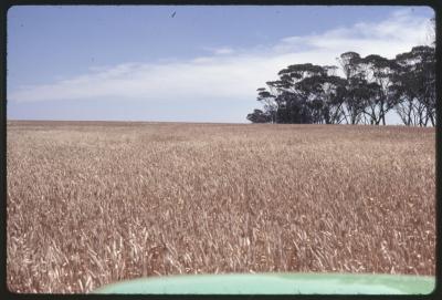 Property of HS (Harry) Whittington, 'Springhill', Brookton, Western Australia, Australia - 025