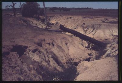 Property of HS (Harry) Whittington, 'Springhill', Brookton, Western Australia, Australia - 028