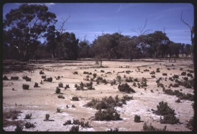 Springhill Reserve, Boyagarra Road, Brookton, Western Australia, Australia - 002