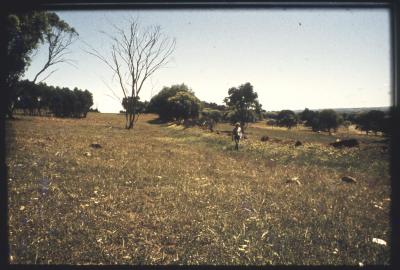 Property of HS (Harry) Whittington, 'Springhill', Brookton, Western Australia, Australia - 038