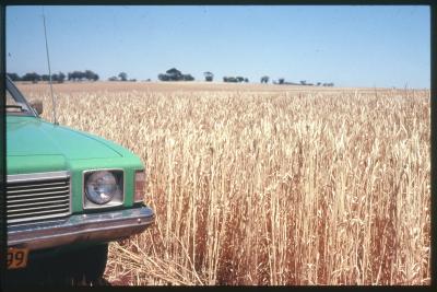 Property of HS (Harry) Whittington, 'Springhill', Brookton, Western Australia, Australia - 009