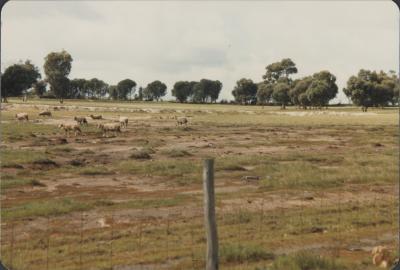 Pingelly, Western Australia, Australia - 001