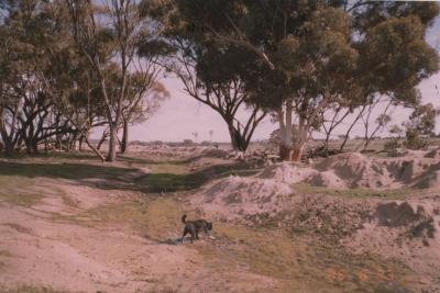 Property of HS (Harry) Whittington, 'Springhill', Brookton, Western Australia, Australia - 060