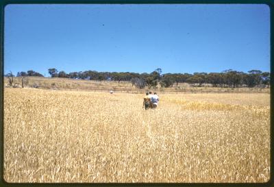 Property of HS (Harry) Whittington, 'Springhill', Brookton, Western Australia, Australia - 013