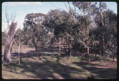 Property of HS (Harry) Whittington, 'Springhill', Brookton, Western Australia, Australia - 003