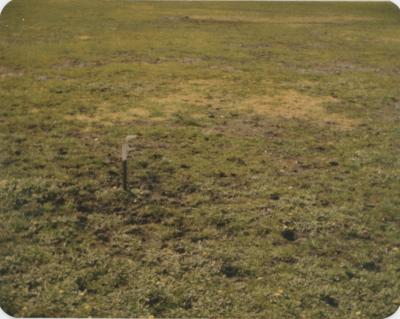 WISALTS Trial Site at Property of JW (Jim) Erskine, Denbarker, Western Australia, Australia - 026