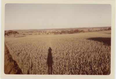 Property of HS (Harry) Whittington, 'Springhill', Brookton, Western Australia, Australia - 048