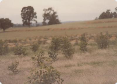 WISALTS Trial Site at Property of AJ (Lex) Hardie, Aliana Grazing Company, Narrogin, Western Australia, Australia - 002