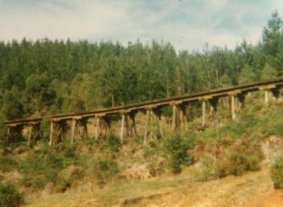 This beautiful old bridge has been burnt to ashes in a pine forest fire. It was part of the rail link log line between Barrabup, Nannup and Ellis Creek mills run by the Karri Timber Company.