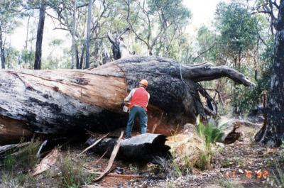 Don Clarke docking butt of Jarrah log.
