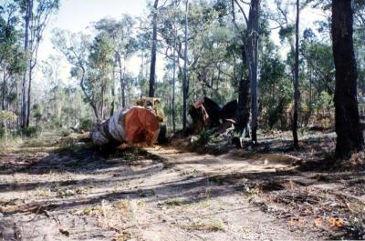 Les Cull digging trench to put log truck in to make loading log possible.