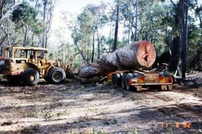 Les Cull loading Jarrah log.