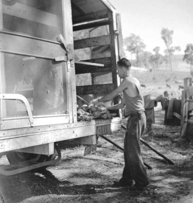 Scott White collecting rabbits for resale. Circa 1949.