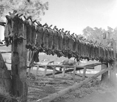 Rabbit catch hung. Circa 1949.