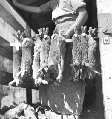 Rabbit catch being loaded onto truck. Joseph Seaton.