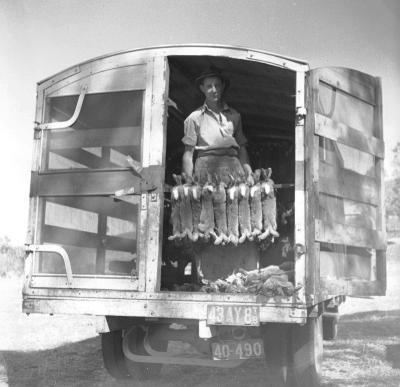 Rabbit catch being prepared for loading onto truck.