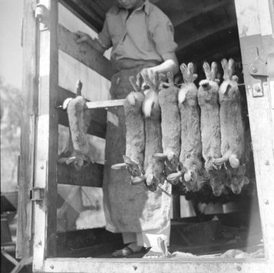 Rabbit catch being prepared for loading onto truck.