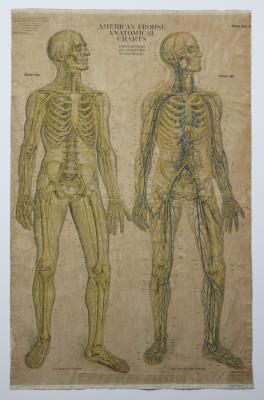 AMERICAN FROHSE ANATOMICAL CHART, CIRCULATORY