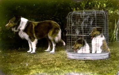 McCallum family pet Collie dog with two pups.