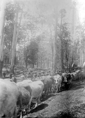 Cattle [in the South West of W.A.].