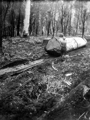 Large saw log [in the South West of W.A.]