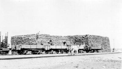 Unloading wheat from rail wagons, Esperance.