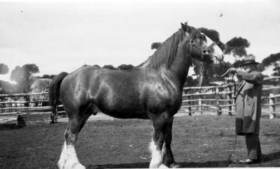 Alex McCallum with Clydesdale horse