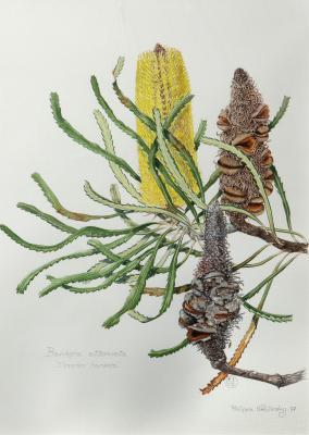 Slender Banksia