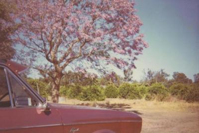 Jacaranda tree at Wilkinson Homestead