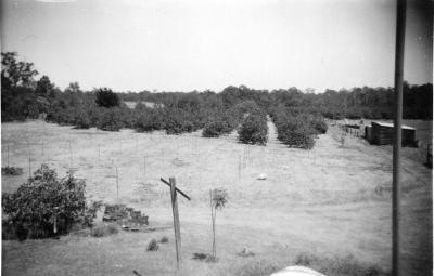 Wilkinson's property and orchard