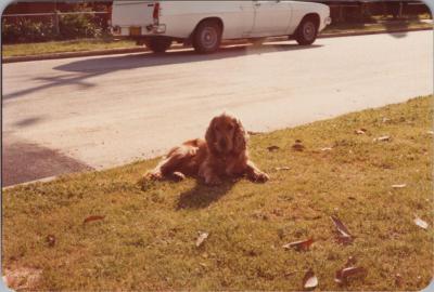 PHOTOGRAPH: 'KEIGHTLY ROAD - DOG