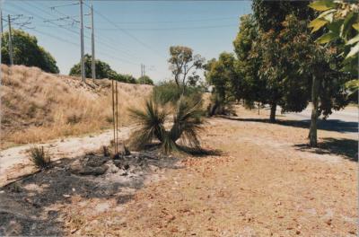 PHOTOGRAPH: 'BURNING OF THE GRASS TREES ON RAILWAY PARADE', 1990