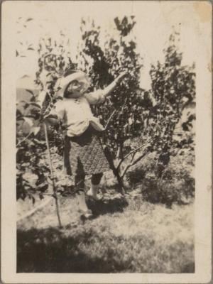 PHOTOGRAPH (DIGITAL COPY): EVE PLUCKING APPLES, ROSE MELBOURNE, WHITE FAMILY