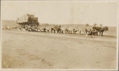 PHOTOGRAPH (DIGITAL COPY): DONKEY TEAM, CUE, WHITE FAMILY, 1927