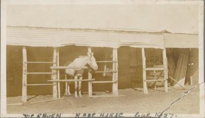 PHOTOGRAPH (DIGITAL COPY): RACE HORSE, WHITE FAMILY, 1927