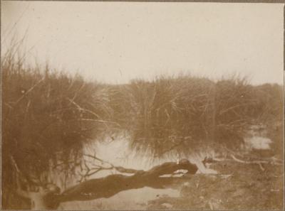 PHOTOGRAPH (DIGITAL): REEDS AT MONGERS LAKE, GERTRUD LIPFERT ALBUM 1927