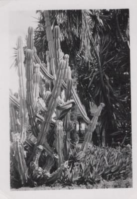 PHOTOGRAPH: CACTUS IN SUBIACO MUNICIPAL GARDEN - 1957