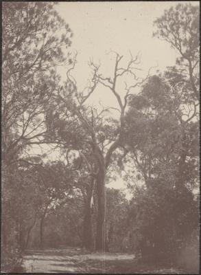 PHOTOGRAPH (DIGITAL): 'CAPEL' 1924, FROM MINNA LIPFERT ALBUM