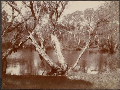 PHOTOGRAPH (DIGITAL): 'PERINGILUP POOL PICNIC 1923', FROM MINNA LIPFERT ALBUM