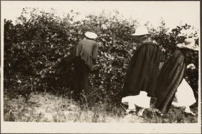 PHOTOGRAPH (DIGITAL): 'PICKING BLACKBERRIES, ALBANY', FROM MINNA LIPFERT ALBUM