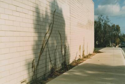 PHOTOGRAPH: 'PLANTINGS ON YORK STREET'